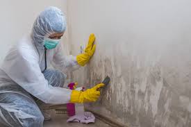 Best Attic Mold Removal in USA